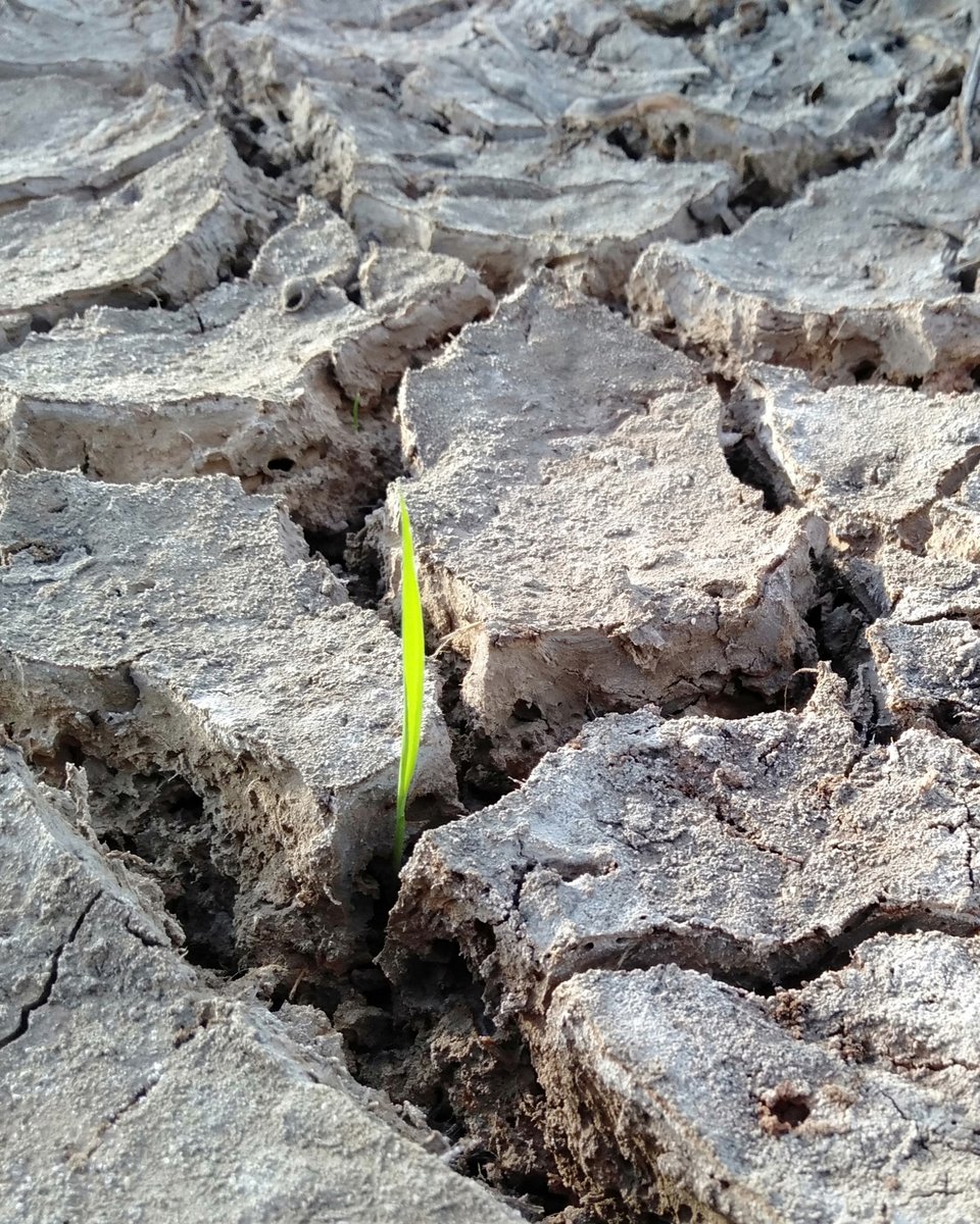 A single green shoot pushing up through cracked, dry soil